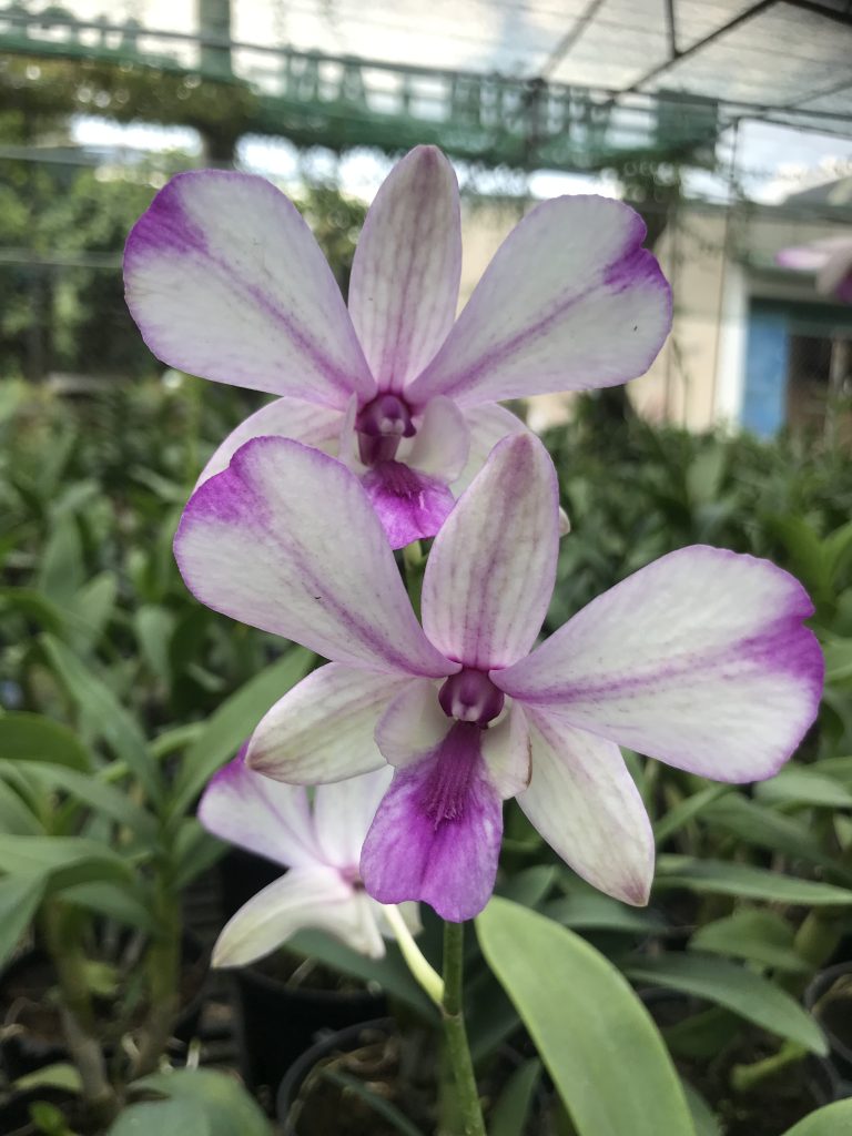 Dendrobium